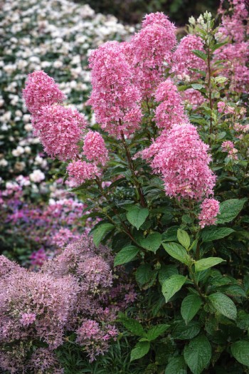 Цеанотус блідий Перл Роуз|Ceanothus pallidus Perle Rose|Цеанотус бледный Перл Роуз 